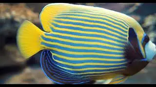 Colorful Fishes Underwater | Beautiful Fish Swimming