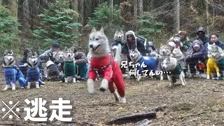 【驚愕】とある一言で集団の中からひとり逃亡するハスキー犬がこちらwww 　【シベリアンハスキー】