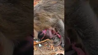 #baby #monkey #animals #like #wildlife #live #cute #livestream #babymonkey