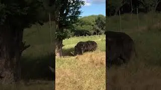 Safari &agrave; l&rsquo;&icirc;le Maurice #short #subscribe #nature #voyage #abonnetoi