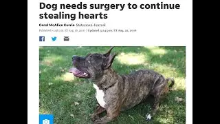 Statesman Journal Tigger Article 8/18/2016