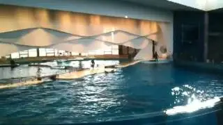 End of Dolphin Show at Baltimore Aquarium