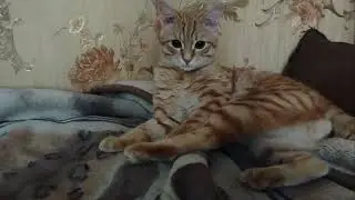 #Васька умывается 😊