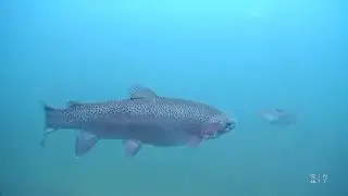 Scuba Diving Gilboa Quarry | Ohio&rsquo;s Best Freshwater Dive Site 3
