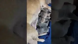 CRUELTY: Evil Breeder Requests Euthanasia For 3 Sharpei&rsquo;s Including A Very Pregnant Momma