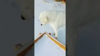 for my big dog lovers ❤️ #dogs #ice #cold