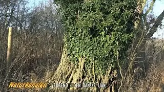Naturkanalen 28 - Vedbend, den danske lian