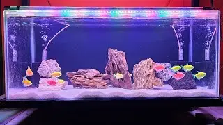 How Glow Fish Was Made? My New Fish Tank - Colour Widow Tetra Fish