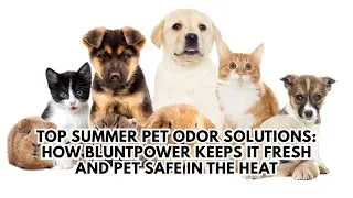 Top Summer Pet Odor Solutions: How BluntPower Keeps It Fresh and Pet Safe in the Heat