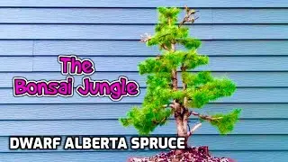 Styling My Twin-Trunk Dwarf Alberta Spruce Bonsai (2023)