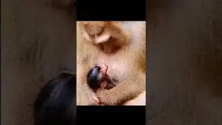 Pigtail monkey with her newborn