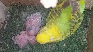 Parrot Baby World  25.12.2025