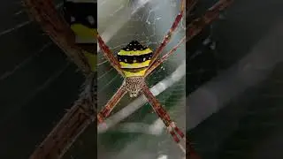 Удивительное видео с красочным пауком | #насекомое #микро #микровидео #микровидео #макровидеосъемка