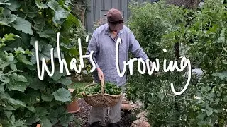WHAT'S GROWING | What I'm GROWING & SOWING in my SMALL BACKYARD VEGETABLE GARDEN VICTORIA AUSTRALIA