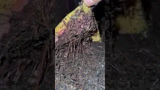 Num num&hellip;Getting ready to transfer  #garden #compost #gardening #homecomposting #vermicompost