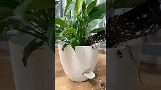 Size matters when it comes to plant pots! #plantingpots #plants #throwpots #plantcontainers #flowers