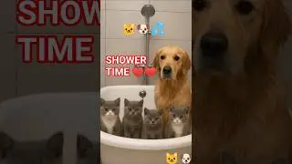 Golden Retriever DOG Bath Time With 4 British Shorthair Kittens 🛁😂