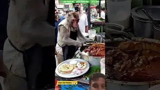 😱 Smart Monkey 🐒 Becomes Chef! Cooks Chicken Curry & Roti 🍗🔥 | Funny Cooking Shorts #food #monkey