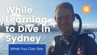 What Can You See While Learning to Dive in Sydney?