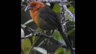 Ochre breasted Brushfinch