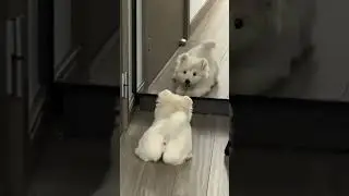 Come on, puppies! Come lie down and play!