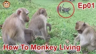 How To Monkey Living Ep01 - Cambo Monkey Living 2019