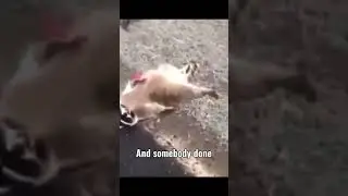 A Dead Raccoon. #fyp #funny #memes