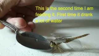Dragonfly drinking water ;)