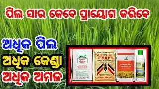 ଧାନରେ ପିଲ ସାର କେବେ ଦେବା Fertilizer application at tillering stage
