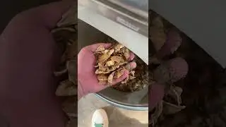AMD Walnut Separation with InGaAs Sorting Machine #sorting #colorsorter #sorter #machine #sortex
