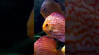 Fish Poem | Fun Rhyming Fish Song for Kids | Learn About Fish & Ocean Animals #abcd #kidslearning