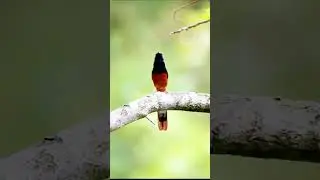 White-Rumped Shama: Rainforest Song Mimicry