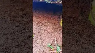 MICRO#jungle#explorer#(MICRO#cave#)-119