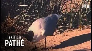Black Headed Gull (1961)