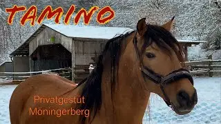 Goldfalben und Cremellos - PRE - Andalusier Privatgest&uuml;t M&ouml;ningerberg