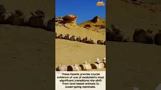 Wadi Al-Hitan (Whale Valley)
