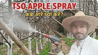 TSO स्प्रे कब और क्यों करें? 🍎 सेब के लिए पूरी गाइड सेब की फसल पर TSO स्प्रे का सही समय