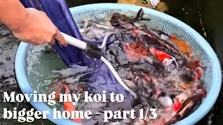Moving my koi to bigger home - part 1/3 #bigdvsfish #koi