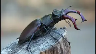 Beetles &ndash; The Most Unique Insects on Earth?