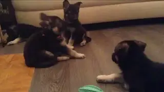 Щенки ВЕО