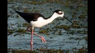 Bird Chat: Summer Birding and the June Challenge  by the Bird Chats Team