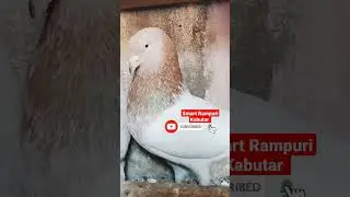 #habibi original Rampuri Kabutar golden kabutar#rampurikabutar #indiankabutar #kabutar #pigeonvideos