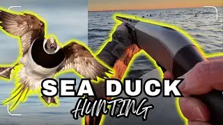 Sea Duck Chaos from the Layout Boat