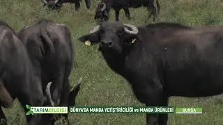 TARIM BİLGİSİ | DÜNYADA VE TÜRKİYEDE MANDA YETİŞTİRİCİLİĞİ VE MANDA ÜRÜNLERİ