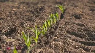 Farm Basics #1048 Stand Count (Air Date 5-6-18)