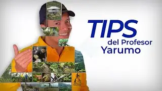 TIPS DEL PROFESOR YARUMO: 7 PR&Aacute;CTICAS CLAVES EN EL BENEFICIO Y SECADO PARA LA CALIDAD DEL CAF&Eacute;