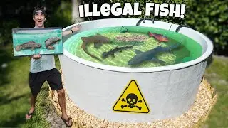 Catching Illegal AQUARIUM FISH & Feeding Them To My SALTWATER POND!! *Catch Clean Feed*