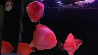 Monster King Kong parrot fish.