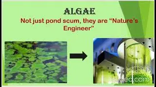Role of Algae in the field of Nanotechnology  Part 1 ( Introductory) I Algal Biotechnology I