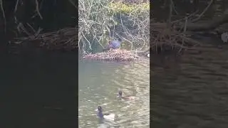 Tufted Ducks Swim Past An Active Coot&rsquo;s Nest | Thornes Park #birds #avian #nature